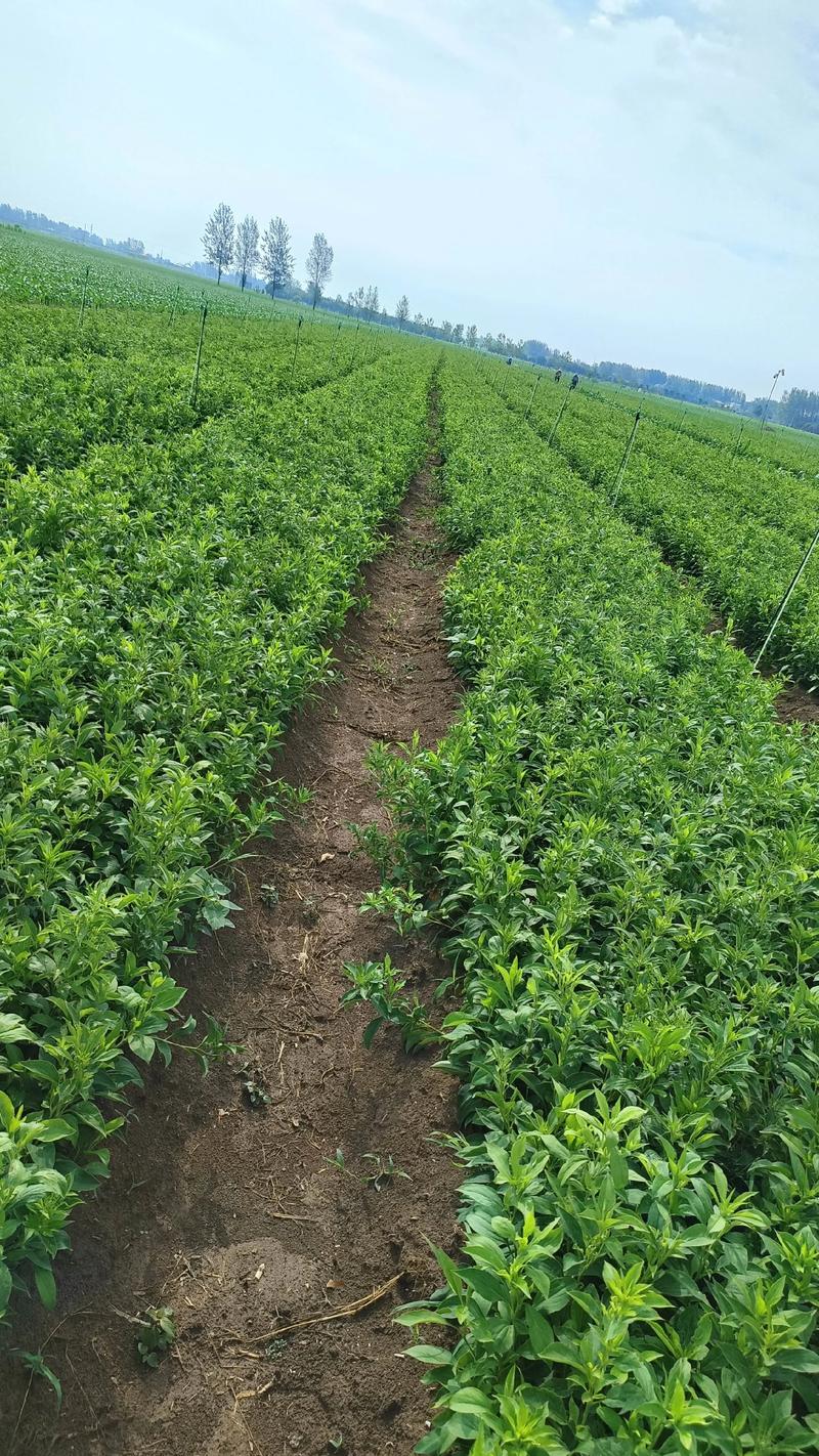 走进蔬菜种植基地：绿色食品的摇篮