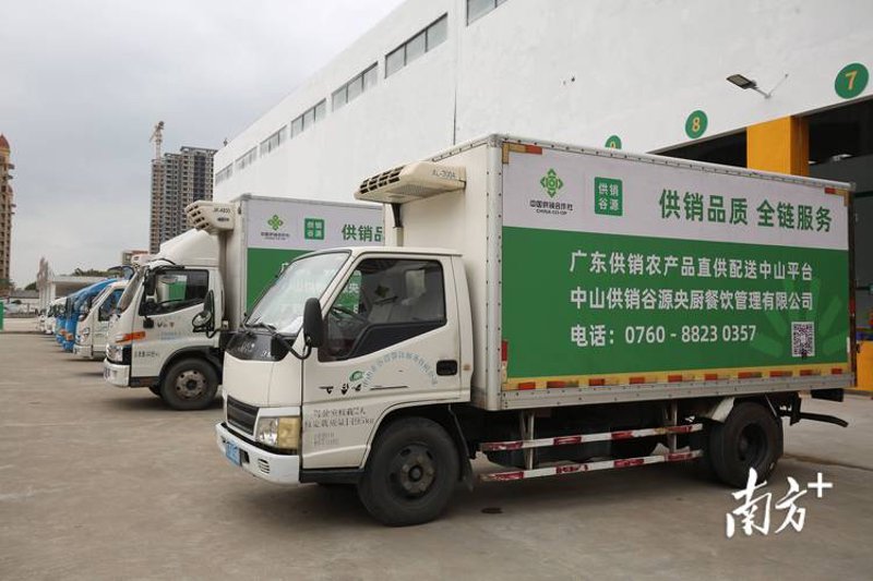 如何打造高效蔬菜种植基地的种植技巧