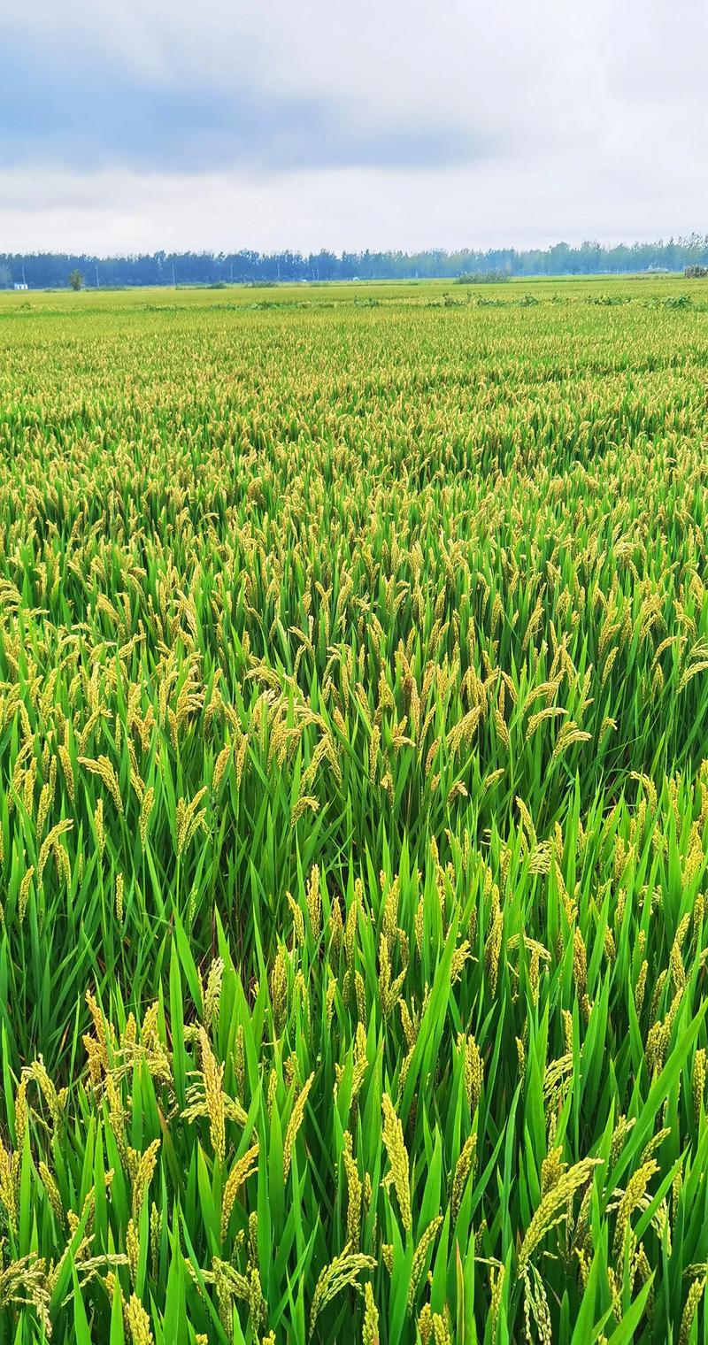 蔬菜批发